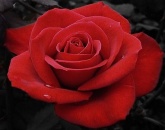 Mawar-merah.jpg
